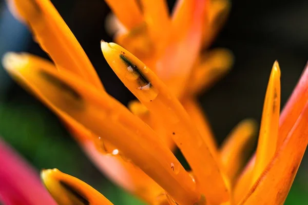 Makro Detailní Záběr Žluté Oranžové Květy Heliconia Psittacorum Humří Drápy — Stock fotografie