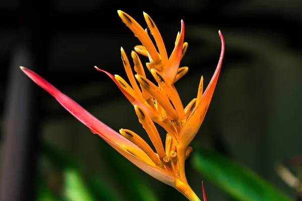 Macro Gros Plan Fleur Orange Jaune Heliconia Psittacorum Pince Homard — Photo