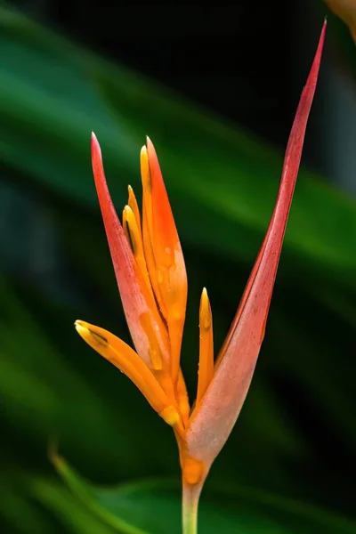 Macro Closeup Yellow Orange Flower Heliconia Psittacorum Lobster Claws Tropical — Stock Photo, Image