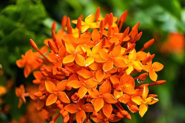 Makro Detailní Záběr Krásné Čerstvé Oranžová Jehla Květ Kapkou Vody — Stock fotografie