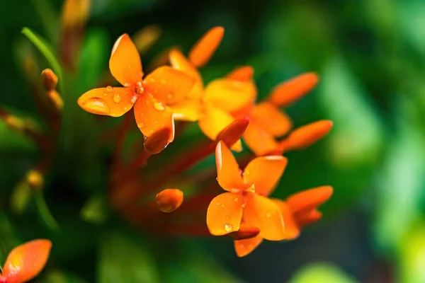 Makro Nahaufnahme Von Schöne Frische Orange Nadelblume Mit Tropfen Wasser — Stockfoto