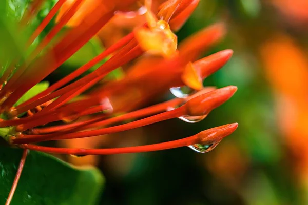 水の自然を背景に美しいオレンジの針の花のマクロの閉鎖 — ストック写真