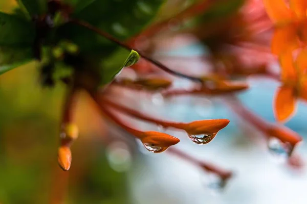 Macro Closeup Beautiful Fresh Orange Needle Flower Drop Water Nature — Stock Photo, Image