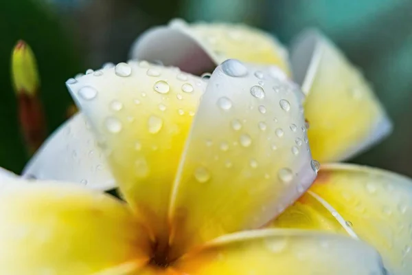 午前中の雨の後 花弁に水滴のついた白い花のマクロな閉鎖 — ストック写真