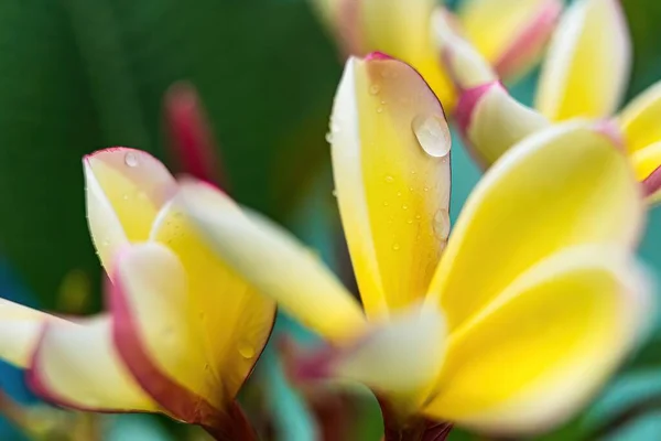 Macro Close Van Witte Plumeria Bloemen Met Waterdruppels Bloemblaadjes Regen — Stockfoto