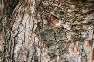 Sert ve kuru. Ağaç gövdesi. Ağaç kabuğu dokusu. Ağaç kökü kapağı yakın plan. Yosun kaplı olgun bir ağaç. Woody bitkisi. Orman doğası. Doğal arkaplan.