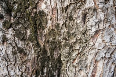 Sert ve kuru. Ağaç gövdesi. Ağaç kabuğu dokusu. Ağaç kökü kapağı yakın plan. Yosun kaplı olgun bir ağaç. Woody bitkisi. Orman doğası. Doğal arkaplan.