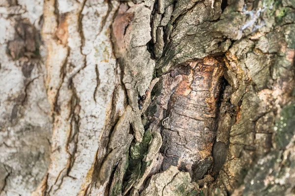 Ciężkie Suche Bagażnik Konsystencja Kory Drzewa Pokrywa Łodygi Drzewa Zbliżenie — Zdjęcie stockowe