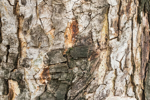 Грубо и сухо. Деревянный ствол. Текстура коры дерева. Крышка ствола дерева крупным планом. Зрелое дерево, покрытое мхом. Деревянное растение. Лес природы. Естественный фон
.