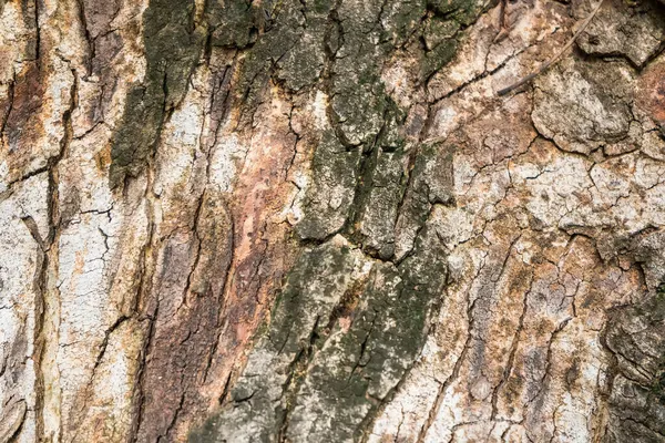 又硬又干 树皮纹理 树梢盖住特写 长满苔藓的成熟树 木本植物 森林的性质 自然背景 — 图库照片