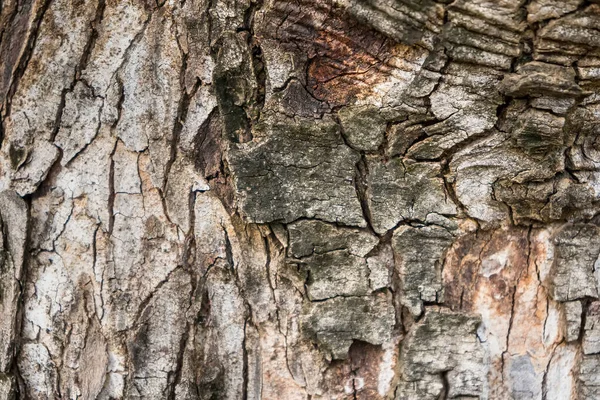 Duro Seco Tronco Árvore Textura Casca Árvore Fechar Cobertura Tronco — Fotografia de Stock