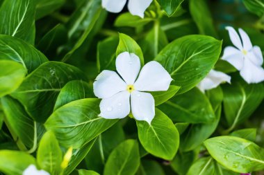 Beyaz Jasminum Auriculatum doğa bahçesinin en üst katında. Küçük düz yapraklar.