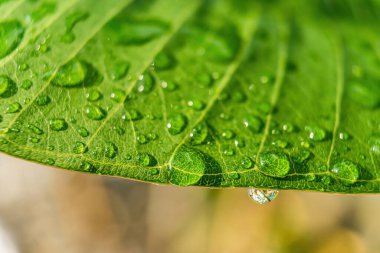Sabahın köründe yağmurdan sonra su damlasıyla birlikte güzel yeşil yaprağın makro yakın çekimi..