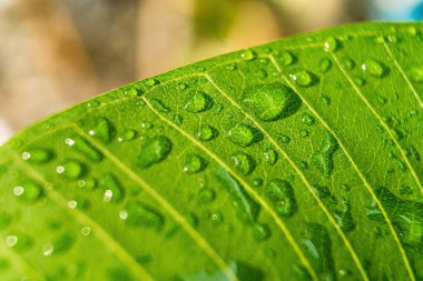 Sabahın köründe yağmurdan sonra su damlasıyla birlikte güzel yeşil yaprağın makro yakın çekimi..