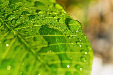 Sabahın köründe yağmurdan sonra su damlasıyla birlikte güzel yeşil yaprağın makro yakın çekimi..