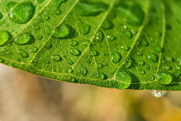 Makro Nahaufnahme Von Schöne Frische Grüne Blatt Mit Wassertropfen Nach — Stockfoto