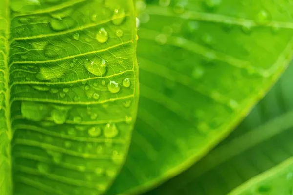 Makro Närbild Vackra Färska Gröna Blad Med Droppe Vatten Efter — Stockfoto