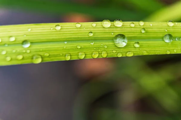 Macro Closeup Gyönyörű Friss Zöld Cseppnyi Vízzel Miután Eső Reggeli — Stock Fotó