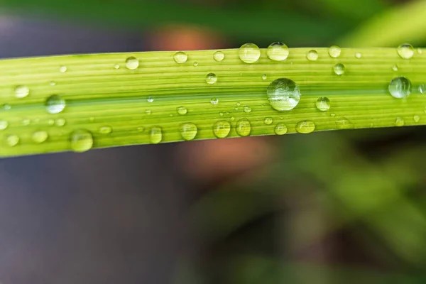 雨后春笋背景下美丽的青绿绿草与滴水的宏观特写 — 图库照片