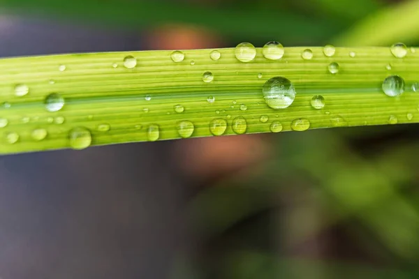 Macro Gros Plan Belle Herbe Verte Fraîche Avec Une Goutte — Photo