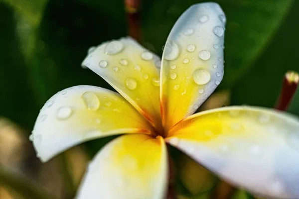 Makronärbild Vita Plumeria Blommor Med Vattendroppar Kronbladen Morgonen — Stockfoto