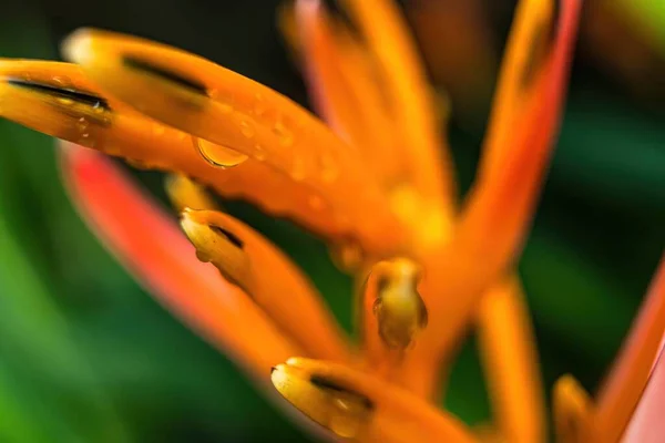 Macro Closeup Yellow Orange Flower Heliconia Psittacorum Lobster Claws Tropical — Stock Photo, Image