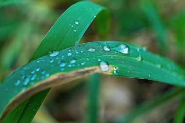 Makro yakın plan Güzel taze yeşil çimenler Sabah güneş doğası arka planında bir damla su.