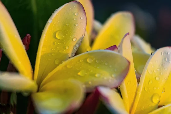 Makro Nahaufnahme Weißer Plumeria Blüten Mit Wassertropfen Auf Den Blütenblättern — Stockfoto