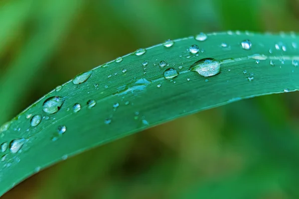 Макро Крупный План Красивой Свежей Зеленой Травы Каплей Воды Утреннем — стоковое фото