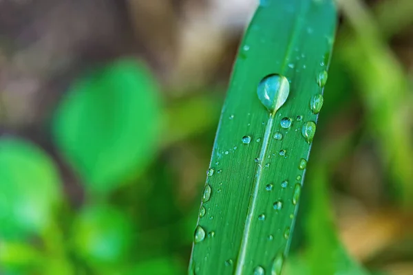 Makro Zbliżenie Piękne Świeże Zielone Trawy Kroplą Wody Słońcu Rano — Zdjęcie stockowe