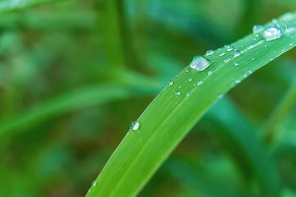 晨阳背景下美丽鲜绿草叶的宏观特写 — 图库照片