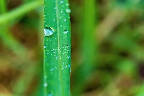 Makro Zbliżenie Piękne Świeże Zielone Trawy Kroplą Wody Słońcu Rano — Zdjęcie stockowe