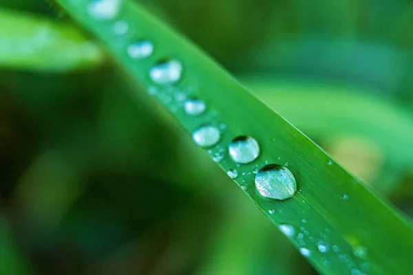 晨阳背景下美丽鲜绿草叶的宏观特写 — 图库照片