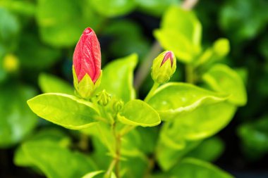 Büyük amber çiçeği ve arka planda yeşil yapraklar..