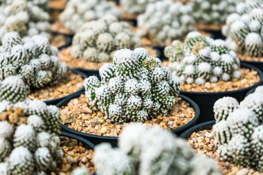 Çiçek saksısında kaktüs var. Arka plan ve doku için güneş ışığı var..