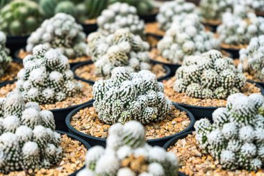 Çiçek saksısında kaktüs var. Arka plan ve doku için güneş ışığı var..