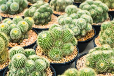 Çiçek saksısında kaktüs var. Arka plan ve doku için güneş ışığı var..