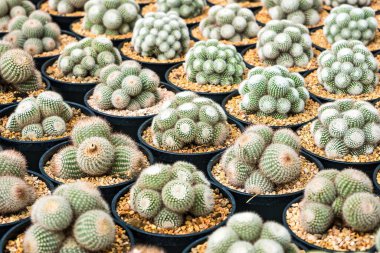 Çiçek saksısında kaktüs var. Arka plan ve doku için güneş ışığı var..