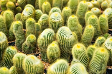 Çiçek saksısında kaktüs var. Arka plan ve doku için güneş ışığı var..