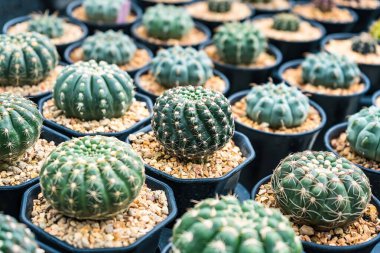 Çiçek saksısında kaktüs var. Arka plan ve doku için güneş ışığı var..