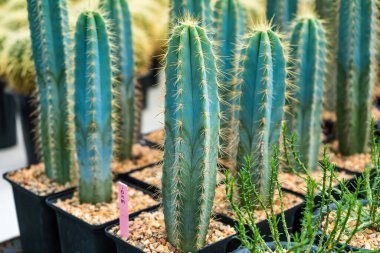 Çiçek saksısında kaktüs var. Arka plan ve doku için güneş ışığı var..