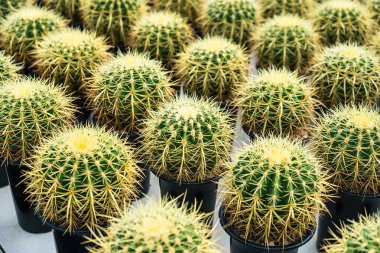 Çiçek saksısında kaktüs var. Arka plan ve doku için güneş ışığı var..