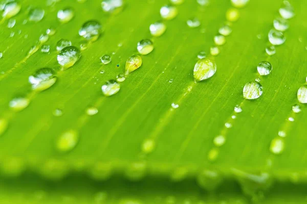 Macro Closeup Beautiful Fresh Green Leaf Banana Drop Water Rain — Stock Photo, Image