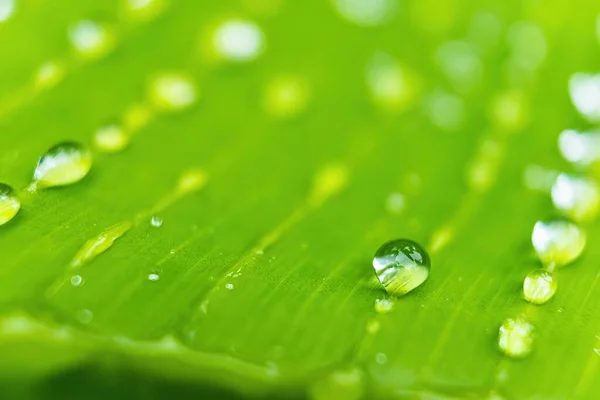 Makro Närbild Vackra Färska Gröna Blad Banan Med Droppe Vatten — Stockfoto