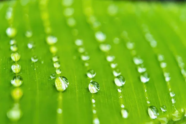 午前中の雨の後の水のドロップと美しい新鮮な緑の葉のバナナのマクロの閉鎖太陽の性質の背景 — ストック写真