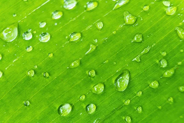 Macro Closeup Bela Banana Folha Verde Fresco Com Gota Água — Fotografia de Stock