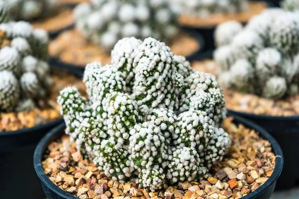 Çiçek saksısında kaktüs var. Arka plan ve doku için güneş ışığı var..