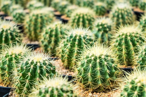 Beautiful Cactus Flowerpot Sunlight Background Texture — Stock Photo, Image