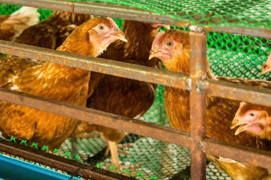 Evin arkasında tavuk ve yumurta çiftliği var. Küçük tavuk çiftliği. Satılık yumurta toplayın. Covid-19 ekonomik döneminde her gün para kazanmak. Aile için para ve yemek kazan..