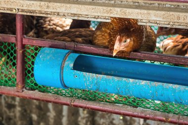 Evin arkasında tavuk ve yumurta çiftliği var. Küçük tavuk çiftliği. Satılık yumurta toplayın. Covid-19 ekonomik döneminde her gün para kazanmak. Aile için para ve yemek kazan..